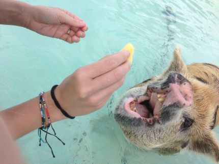 ilha-dos-porcos-nadadores-2