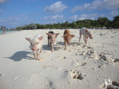 ilha-dos-porcos-nadadores-porquinhos
