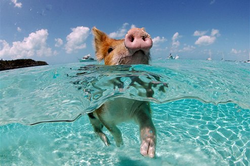 ilha-dos-porcos-nadadores